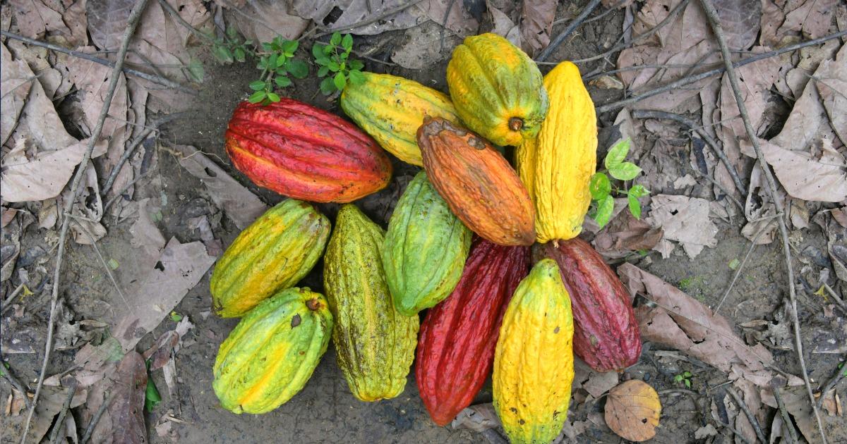Científicos de la UNTRM identifican cuatro nuevos grupos genéticos de cacao peruano