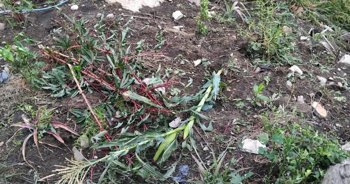 Lluvia y granizo devastan cultivos en Valera