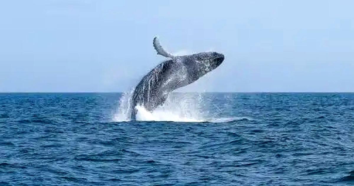 Perú da inicio oficial a la temporada de avistamiento de ballenas jorobadas 2026