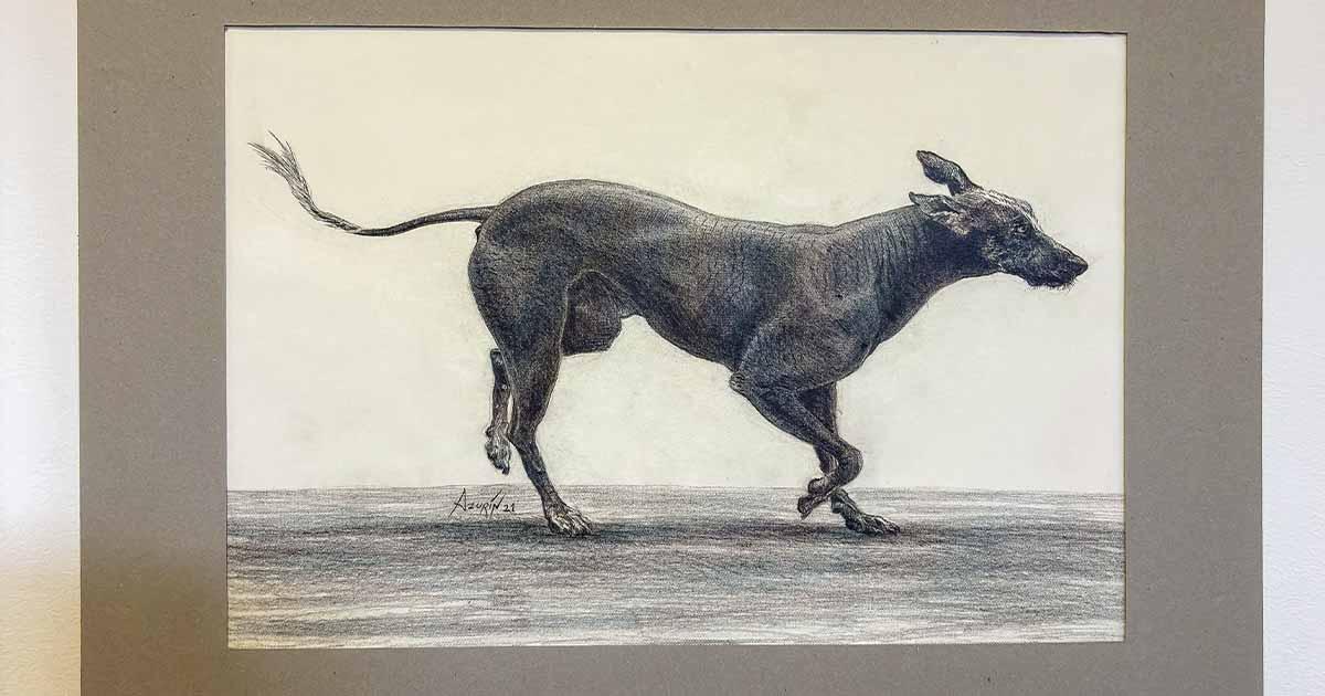 Exposición “Viringo” rinde homenaje al perro precolombino